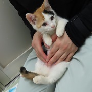 ナッツトゥユー
