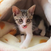 tuki