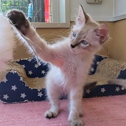 猫じゃらしと兜