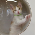 グリムジョー