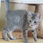 にぼしトップ