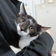 ひっつきむしきむち