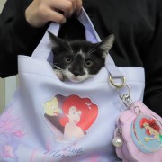 バッグインきむち