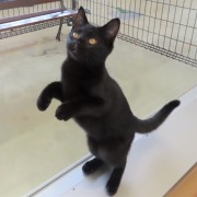 立っちつくだに