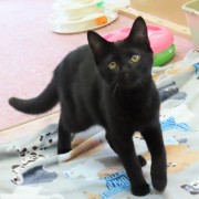 おすましつくだに