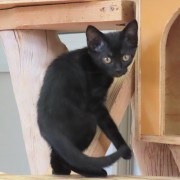 振り返るつくだに