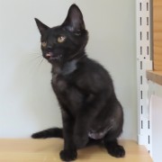 舌ペロつくだに