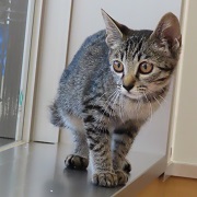 カミーラ180-5