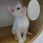 テン