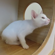 テン