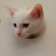テン