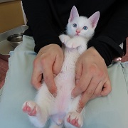 抱っこマナト