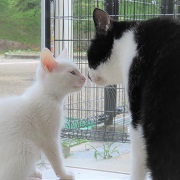 てりたまとマナト