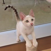 ヨモ