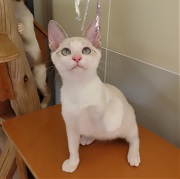 ヨモ