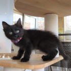 めろでぃートップ