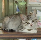 おくらトップ