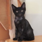 つくだにトップ