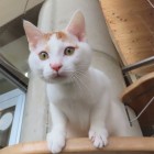 はやぶさトップ