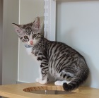 purittu