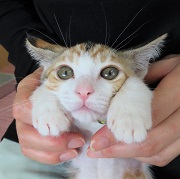 抱っこ