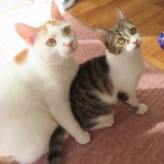 ハヤブサと一緒スポッチャ