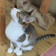 見上げスポッチャ