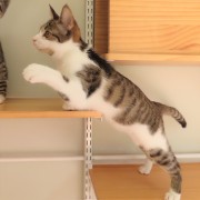 横からスポッチャ