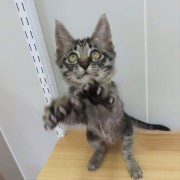 飛びつくヒジキ