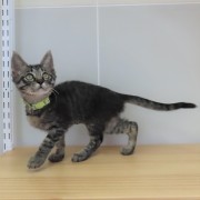 よそ見するヒジキ