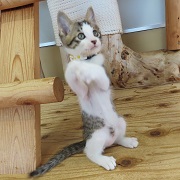 おもちゃで遊び中
