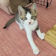 構ってほしい期待のまなざし