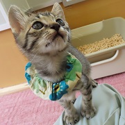 かまちょアピール