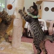おもちゃ遊び