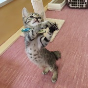 猫じゃらしジャンプ中