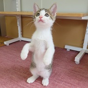後ろ足で立ちがち