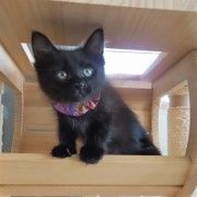 ひょっこりめろでぃー