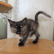 れでぃーニャー