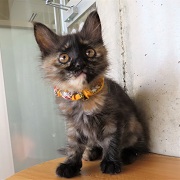 れでぃー上目遣い