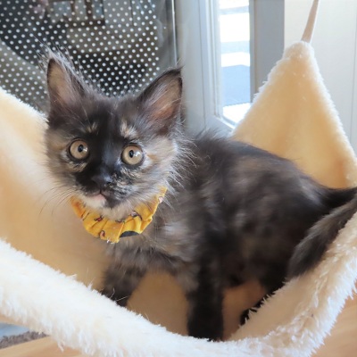 れでぃーハンモック