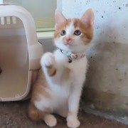 招き猫イチチ