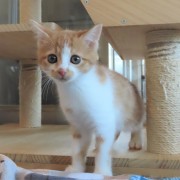 ひょっこりムーチ