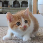 低空姿勢ムーチ