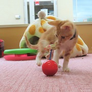 おもちゃとアウディ