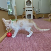 おもちゃとプジョー