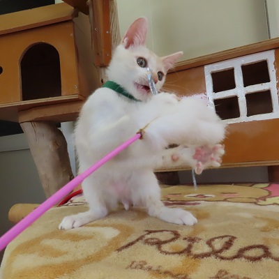 大きいプジョー