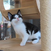 キャットタワーヤーチ