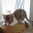 風