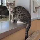 かぼちゃ