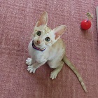 ベンツトップ